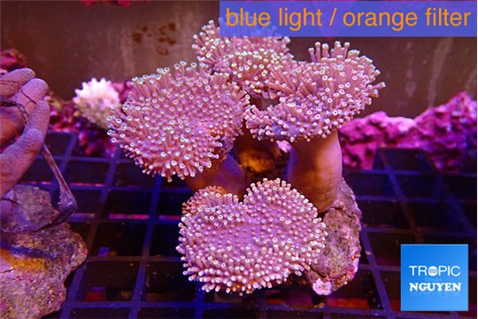 Sarcophyton multi body long white tips polyps 9-16 cm WYSIWYG acclimaté
