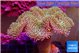 Sarcophyton greeny body & long polyps 8-15 cm WYSIWYG acclimaté