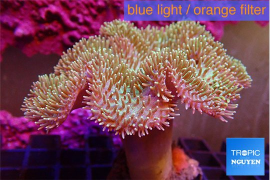 Sarcophyton greeny body & long polyps 8-15 cm WYSIWYG acclimaté