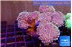 Sarcophyton multi body long white tips polyps 9-16 cm WYSIWYG acclimaté