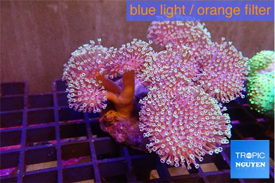 Sarcophyton multi body long white tips polyps 9-16 cm WYSIWYG acclimaté