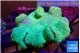 Sarcophyton green body long polyps 8-14 cm WYSIWYG acclimaté