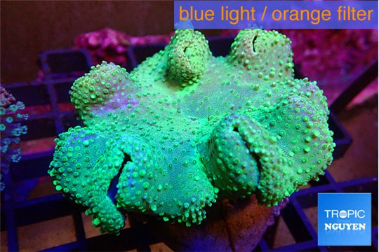 Sarcophyton green body long polyps 8-14 cm WYSIWYG acclimaté