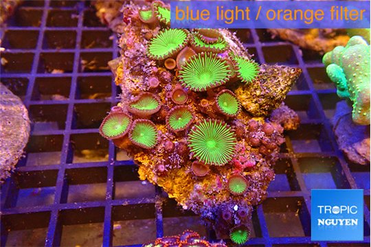 Palythoa neon green 5-7 cm WYSIWYG acclimaté
