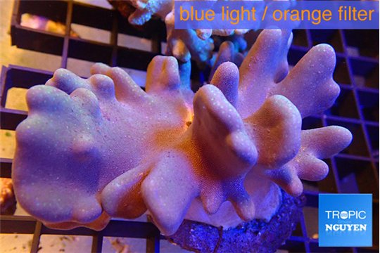 Lobophythum 8-15 cm WYSIWYG acclimaté