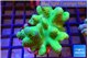 Lobophythum green 5-8 cm WYSIWYG acclimaté