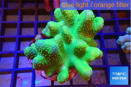 Lobophythum green 5-8 cm WYSIWYG acclimaté