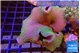 Sarcophyton neon green polyps 7-14 cm WYSIWYG acclimaté
