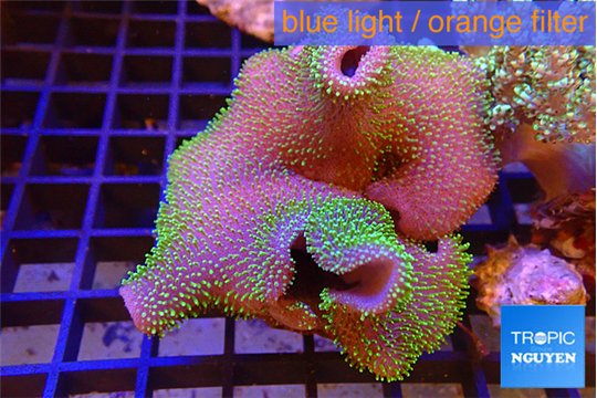 Sarcophyton neon green polyps 7-14 cm WYSIWYG acclimaté