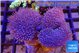 Sarcophyton multi body long white tips polyps 7-12 cm WYSIWYG acclimaté