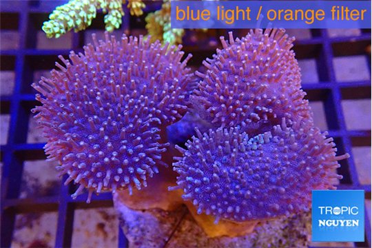 Sarcophyton multi body long white tips polyps 7-12 cm WYSIWYG acclimaté