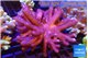 Cladiella long finger 8-14 cm WYSIWYG acclimaté