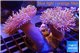Sarcophyton multi body long white tips polyps 7-12 cm WYSIWYG acclimaté