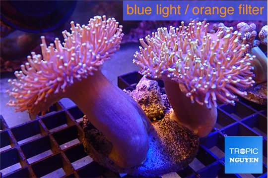 Sarcophyton multi body long white tips polyps 7-12 cm WYSIWYG acclimaté
