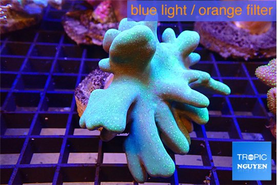 Lobophythum 7-13 cm WYSIWYG acclimaté