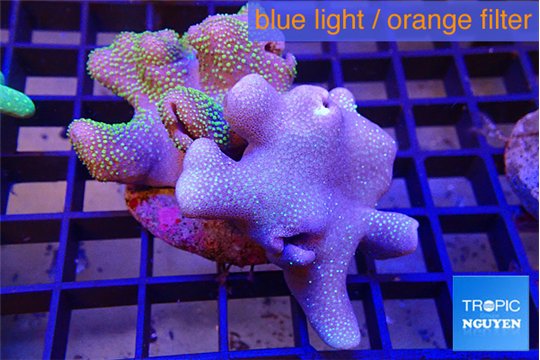 Sarcophyton neon green polyps double body 7-14 cm WYSIWYG acclimaté