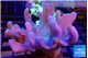 Lobophythum green polyps 7-13 cm WYSIWYG acclimaté