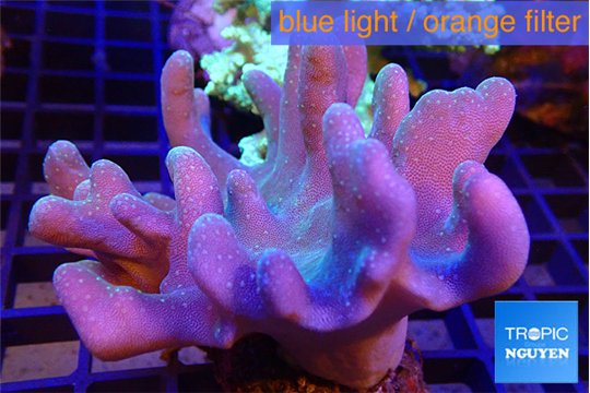 Lobophythum green polyps 7-13 cm WYSIWYG acclimaté
