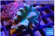 Lobophythum green polyps 7-13 cm WYSIWYG acclimaté