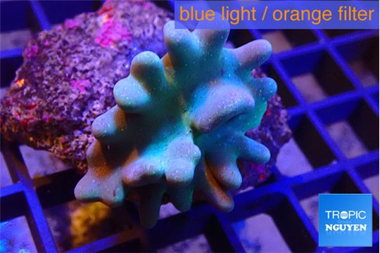 Lobophythum green polyps 7-13 cm WYSIWYG acclimaté