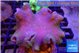 Sarcophyton green polyps 7-14 cm WYSIWYG acclimaté