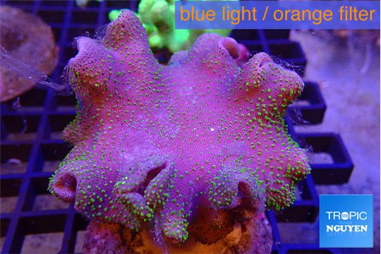 Sarcophyton green polyps 7-14 cm WYSIWYG acclimaté