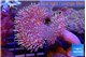 Sarcophyton multi body long white tips polyps 7-12 cm WYSIWYG acclimaté