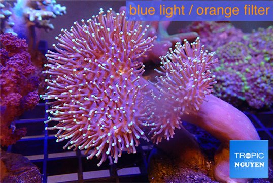 Sarcophyton multi body long white tips polyps 7-12 cm WYSIWYG acclimaté