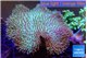 Sarcophyton greeny body 7-12 cm WYSIWYG acclimaté
