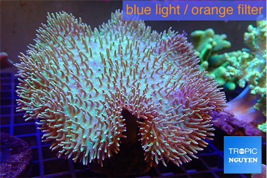 Sarcophyton greeny body 7-12 cm WYSIWYG acclimaté