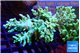 Capnella green 9-16 cm WYSIWYG acclimaté