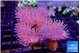 Sarcophyton multi body long white tips polyps 7-12 cm WYSIWYG acclimaté