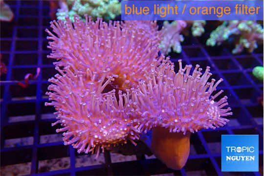 Sarcophyton multi body long white tips polyps 7-12 cm WYSIWYG acclimaté