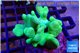 Lobophytum green body 6-10 cm WYSIWYG acclimaté