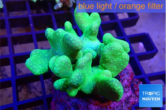 Lobophytum green body 6-10 cm WYSIWYG acclimaté