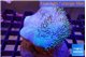 Sarcophyton multi body long white tips polyps 6-9 cm WYSIWYG acclimaté