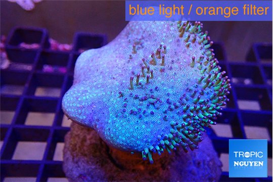 Sarcophyton multi body long white tips polyps 6-9 cm WYSIWYG acclimaté