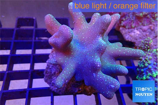Lobophythum green polyps 7-12 cm WYSIWYG acclimaté