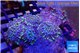 Ricordea purple green 5-6 polyps WYSIWYG acclimaté