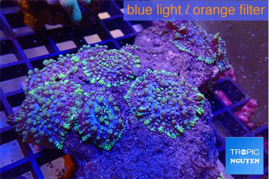 Ricordea purple green 5-6 polyps WYSIWYG acclimaté