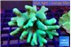 Lobophytum green body 8-13 cm WYSIWYG acclimaté