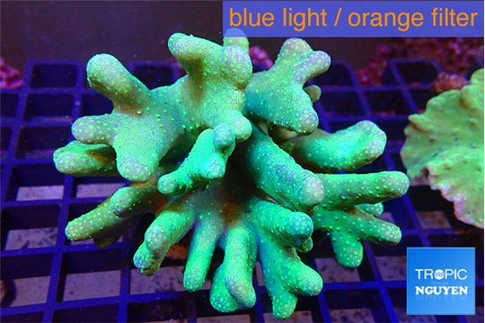 Lobophytum green body 8-13 cm WYSIWYG acclimaté