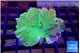 Sinularia dura green 5-8 cm WYSIWYG acclimaté