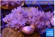 Xenia umbellata pumping 4-6 cm WYSIWYG acclimaté