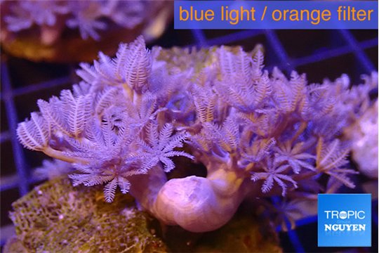 Xenia umbellata pumping 4-6 cm WYSIWYG acclimaté