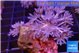 Xenia umbellata pumping 4-6 cm WYSIWYG acclimaté