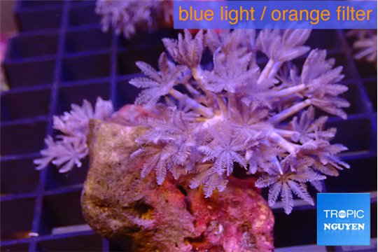 Xenia umbellata pumping 4-6 cm WYSIWYG acclimaté