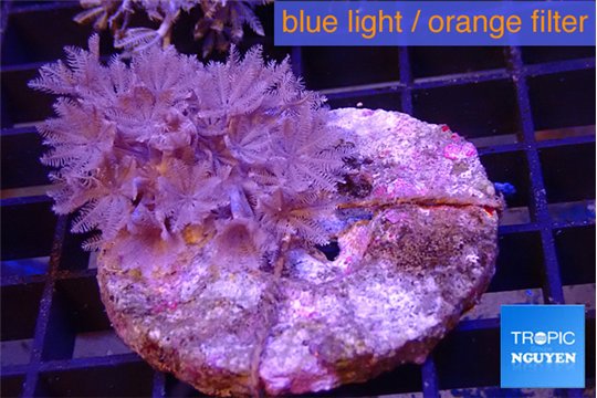 Xenia umbellata pumping 4-6 cm WYSIWYG acclimaté