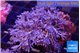 Xenia umbellata pumping 5-8 cm WYSIWYG acclimaté