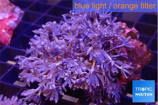 Xenia umbellata pumping 5-8 cm WYSIWYG acclimaté